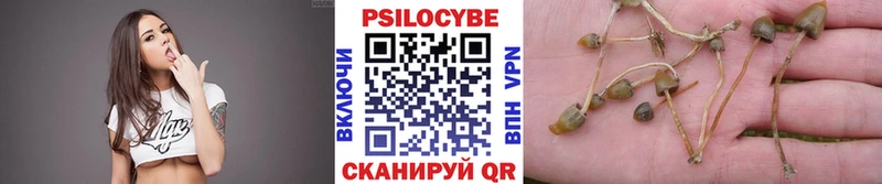 Псилоцибиновые грибы Psilocybine cubensis  как найти закладки  Ессентуки 